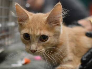 Toby -  Domestic Medium Hair Cat for Adoption in Portland, Oregon - Toby | PetCurious