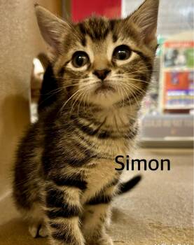 Domestic Short Hair Cats Available for Adoption in Owasso, Oklahoma - Simon | PetCurious