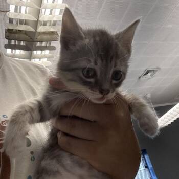 Tiny -  Domestic Short Hair Cat for Adoption in Potomac, Maryland - Tiny | PetCurious