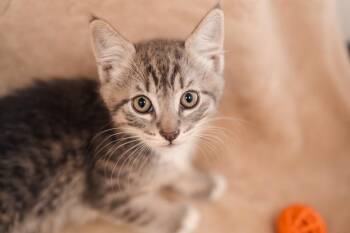 Michael Meowers -  Domestic Short Hair Cat for Adoption in Newberg, Oregon - Michael Meowers | PetCurious
