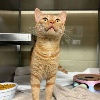 Hunter -  Domestic Short Hair Cat for Adoption in Concord, North Carolina - Hunter | PetCurious