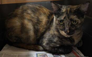 Rescue Domestic Short Hair Cats for Adoption in Honolulu, Hawaii - Coco | PetCurious
