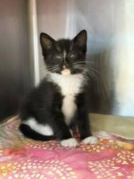 COLBY -  Domestic Short Hair Cat for Adoption in Jacksonville, Florida - COLBY | PetCurious