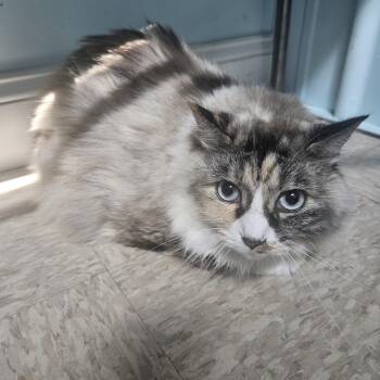 Gertrude -  Ragdoll Cat for Adoption in Fall River, Massachusetts - Gertrude | PetCurious