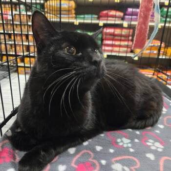 Domestic Short Hair Cats Available for Adoption in Cincinnati, Ohio - Sampson | PetCurious