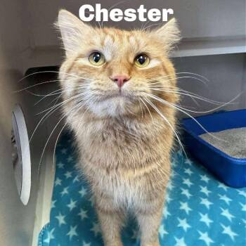 Domestic Medium Hair Cats Available for Adoption - Chester 260127 | PetCurious