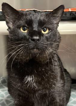 Domestic Short Hair Cats Available for Adoption - Hugo | PetCurious
