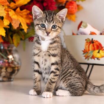 Tony -  Domestic Short Hair Cat for Adoption in Syosset, New York - Tony | PetCurious