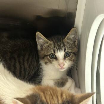 Beach Ball -  Domestic Short Hair Cat for Adoption in Chattanooga, Tennessee - Beach Ball | PetCurious