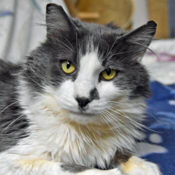 Maine Coon and Domestic Medium Hair Cats Available for Adoption - Big Boy | PetCurious