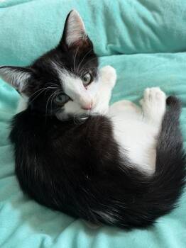 Caboose -  Domestic Short Hair Cat for Adoption in Hudson, New Hampshire - Caboose | PetCurious