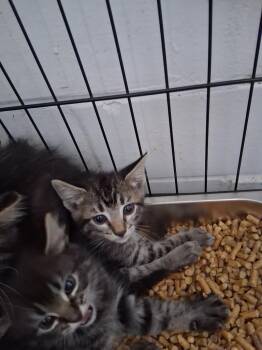 Billy -  Domestic Medium Hair Cat for Adoption in Brownwood, Texas - Billy | PetCurious