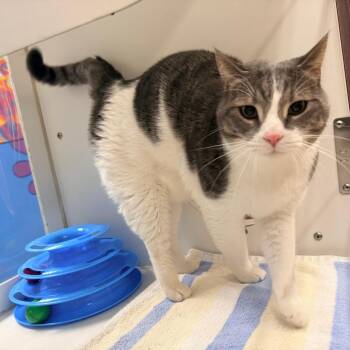 Domestic Short Hair Cats Available for Adoption - Louie | PetCurious