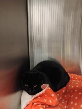 Katy -  Domestic Short Hair Cat for Adoption in Fallston, Maryland - Katy | PetCurious