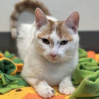 Falabella -  Domestic Short Hair Cat for Adoption in Matteson, Illinois - Falabella | PetCurious