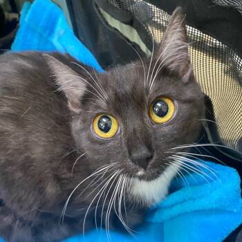 American Shorthair Cats Available for Adoption - Gemera | PetCurious