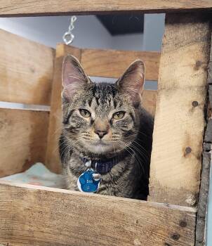 Rescue Domestic Short Hair Cats for Adoption in Grand Rapids, Michigan - Bob (part Of A Bonded Trio) | PetCurious