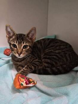 Gentleman -  Domestic Short Hair Cat for Adoption in Savannah, Georgia - Gentleman | PetCurious