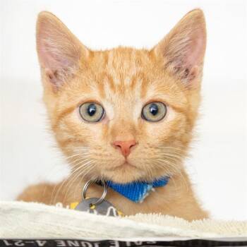TANGO -  Domestic Short Hair Cat for Adoption in St. Louis, Missouri - TANGO | PetCurious