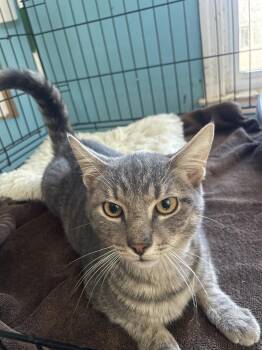 Roger -  Domestic Short Hair Cat for Adoption in Broomall, Pennsylvania - Roger | PetCurious