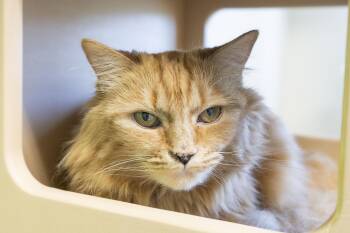 Nod -  Domestic Long Hair Cat for Adoption in Boise, Idaho - Nod | PetCurious