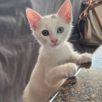 Orion -  Domestic Short Hair Cat for Adoption in Alvin, Texas - Orion | PetCurious