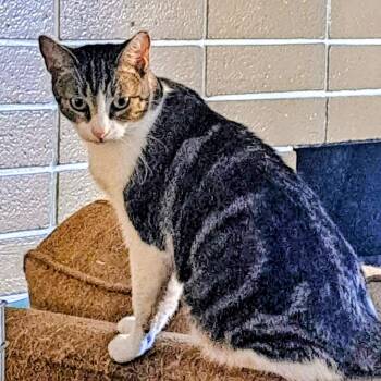 Rescue Domestic Short Hair Cats for Adoption in Villa Park, California - Minnie | PetCurious