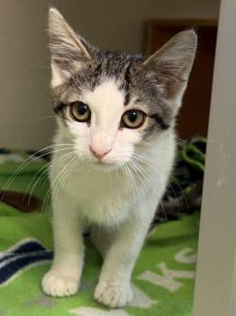 Augie -  Domestic Short Hair Cat for Adoption in Bellevue, Washington - Augie | PetCurious