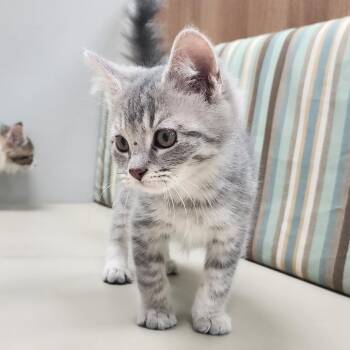 Domestic Short Hair Cats Available for Adoption - Yukon | PetCurious