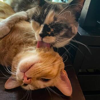 Ms. Marble -  Domestic Short Hair Cat for Adoption in Los Angeles, California - Ms. Marble | PetCurious