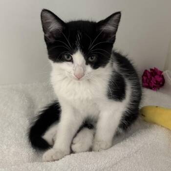 Cortado -  Domestic Short Hair Cat for Adoption in Naperville, Illinois - Cortado | PetCurious