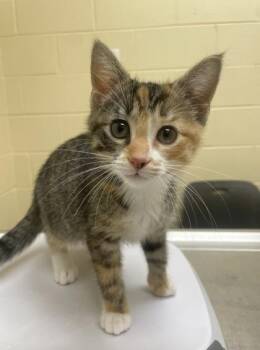 Amber -  Domestic Short Hair Cat for Adoption in Westland, Michigan - Amber | PetCurious