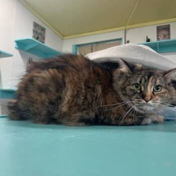 Domestic Long Hair Cats Available for Adoption - Trudy | PetCurious