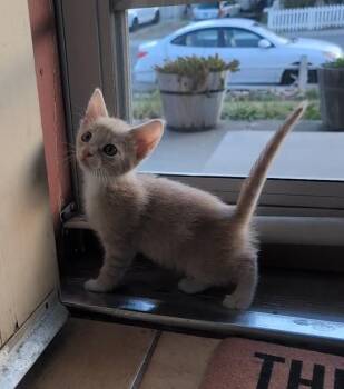 Domestic Short Hair Cats Available for Adoption in Gardnerville, Nevada - Precious  | PetCurious