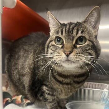 Karen -  Domestic Short Hair Cat for Adoption in Salt Lake City, Utah - Karen | PetCurious