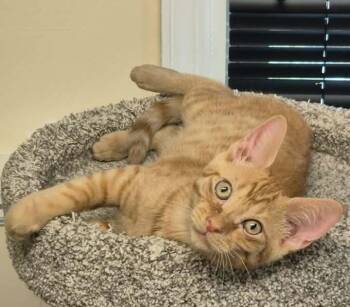 Jonah -  Domestic Short Hair Cat for Adoption in Springfield, Pennsylvania - Jonah | PetCurious