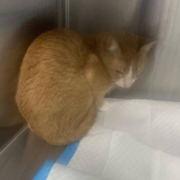 Domestic Short Hair Cats Available for Adoption - Joe Jr | PetCurious