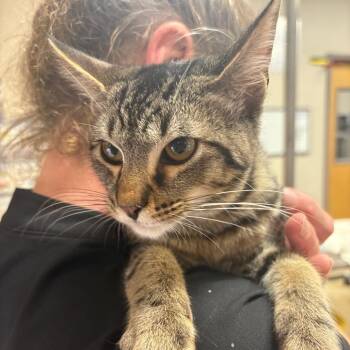 Princeton - 082811U -  Domestic Short Hair Cat for Adoption in Tupelo, Mississippi - Princeton - 082811U | PetCurious