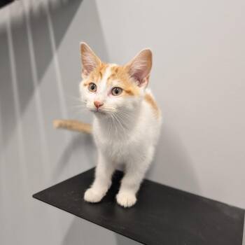 Gnocci -  Domestic Short Hair Cat for Adoption in Cape Girardeau, Missouri - Gnocci | PetCurious