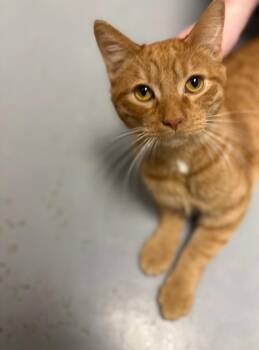 Domestic Short Hair Cats Available for Adoption in Batesville, Arkansas - Chip | PetCurious