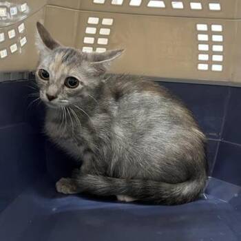 Santa Gertrudis -  Domestic Short Hair Cat for Adoption in Kanab, Utah - Santa Gertrudis | PetCurious
