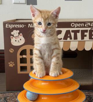 Mango -  Domestic Short Hair Cat for Adoption in Fort Lauderdale, Florida - Mango | PetCurious
