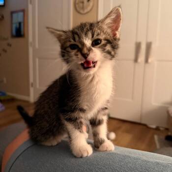 Domestic Short Hair Cats Available for Adoption in Harrisonburg, Virginia - Leilani | PetCurious