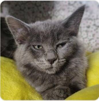 Darla -  Domestic Short Hair Cat for Adoption in Fort Worth, Texas - Darla | PetCurious