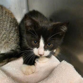 Hoagie -  Domestic Short Hair Cat for Adoption in Martinsville, Virginia - Hoagie | PetCurious