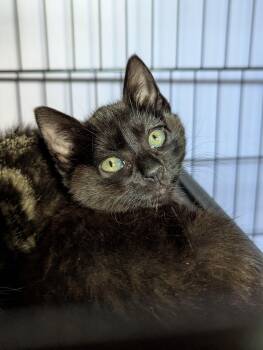 Coraline -  Domestic Short Hair Cat Available for Adoption in Morristown, New Jersey - Coraline | PetCurious