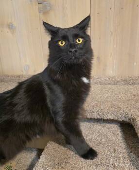 Ace -  Maine Coon and Domestic Long Hair Cat for Adoption in Vancouver, Washington - Ace | PetCurious