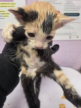 Domestic Short Hair Cats Available for Adoption in El Paso, Texas - 60915537 | PetCurious