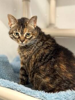 Wally -  Domestic Short Hair Cat Available for Adoption in Cumberland, Maine - Wally | PetCurious