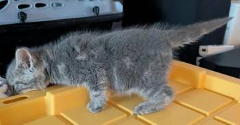 Lafayette -  Domestic Short Hair Cat for Adoption in Portland, Indiana - Lafayette | PetCurious